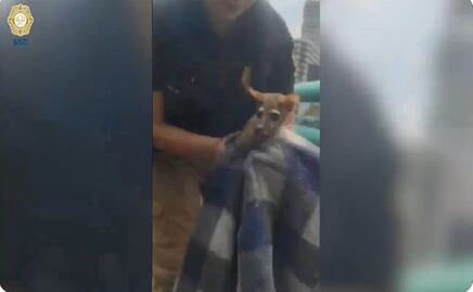 VIDEO: Capturan a cacomixtle en el segundo piso del periférico en la alcaldía Álvaro Obregón