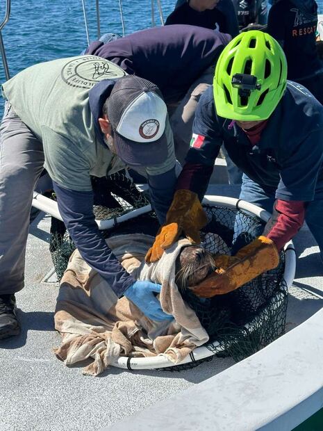 Profepa rescata dos lobos marinos enmallados en Isla Espíritu Santo. Foto: Especial