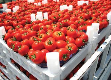 Farm losses surge in Mexico amidst fuel shortage