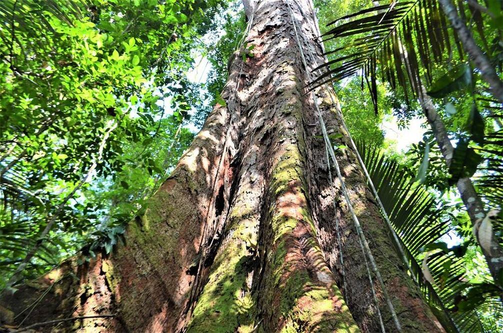 El árbol "más grande" de la Amazonía mide 88 metros y está a salvo de incendios