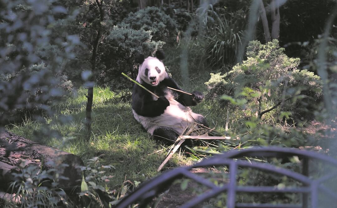 Al despestar, lo primero que hace la ejemplar nacida en México es desayunar una gran dotación de fibra, principalmente de bambú. 