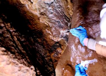 Descubren una bacteria que se alimenta de manganeso