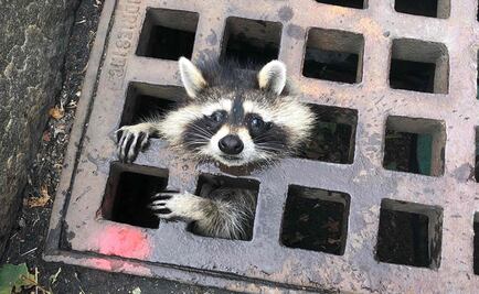 Bomberos ayudan a mapache atorado en alcantarilla en Boston, EU 