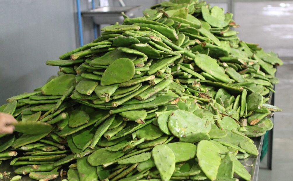 Beneficios de comer nopales en ayunas. Foto: mtouby / Pixabay