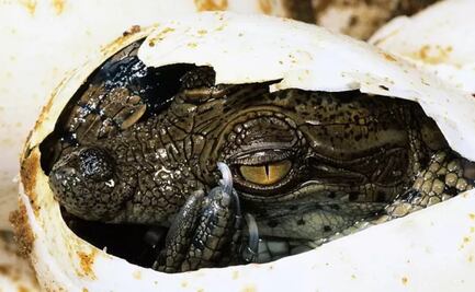 "Nacimiento virgen": Cocodrilo se embaraza sin ayuda de un macho en Costa Rica