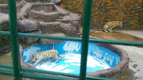 Aseguran tres tigres de bengala en Guanajuato