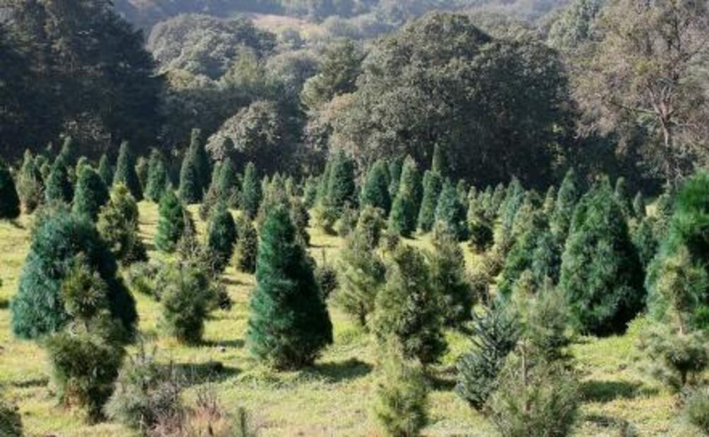 ¿Comprarás árbol de Navidad? Adquiere #HechoEnMéxico