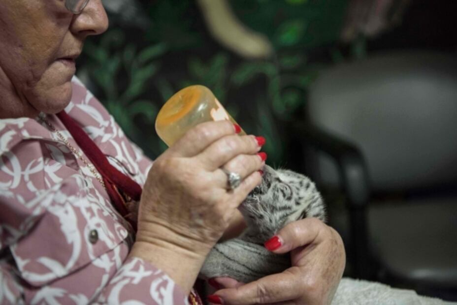 Por primera vez nace una tigresa blanca en cautiverio en América Central