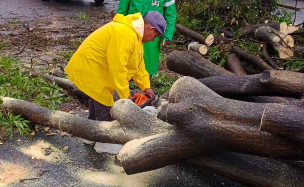 Lluvia derriba más de 15 árboles en Naucalpan. Foto: Especial