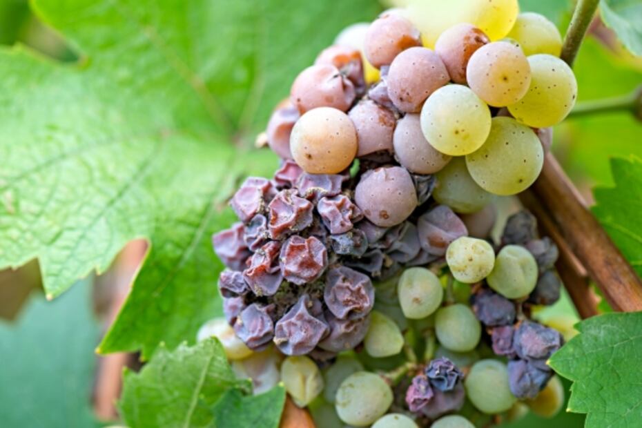Hungría, más allá del vino Tokaji