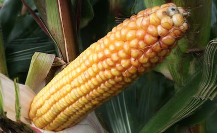 Cuándo acaba la temporada de maíz cacahuazintle