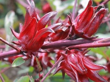 Mexican scientists develop antiseptic from hibiscus flower