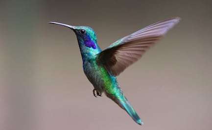 ¿Por qué son importantes los colibríes? Conoce su papel en el ecosistema