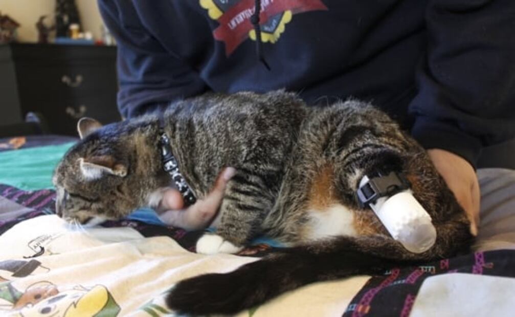 Crean prótesis 3D para gato que fue amputado en EU