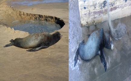 Profepa atiende 2 lobos marinos varados en Mexicali 