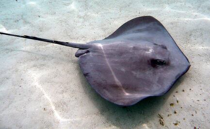 ¿Qué pasa si te pica una mantarraya?