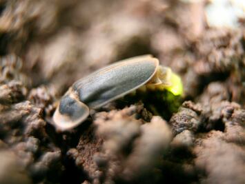 Cortejos sexuales brillantes