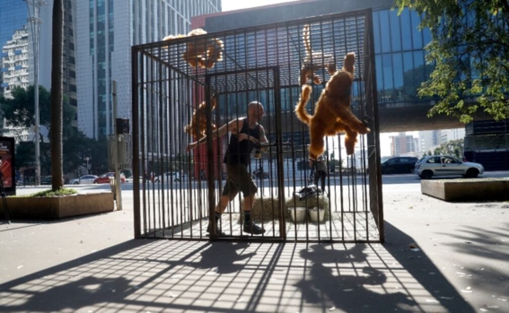 Exponen el confinamiento eterno que los animales sufren al ser exhibidos en un zoológico