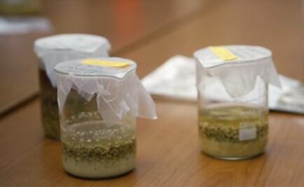 Recrean una receta de cerveza china de hace 5 mil años