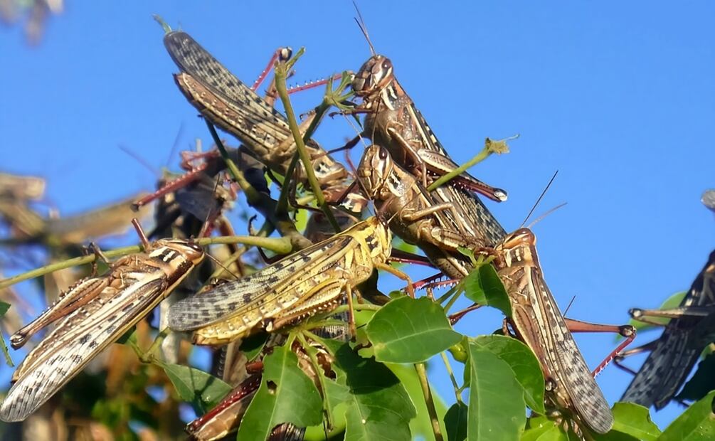 La langosta, un insecto que significa un riesgo para las cosechas. Foto Especial