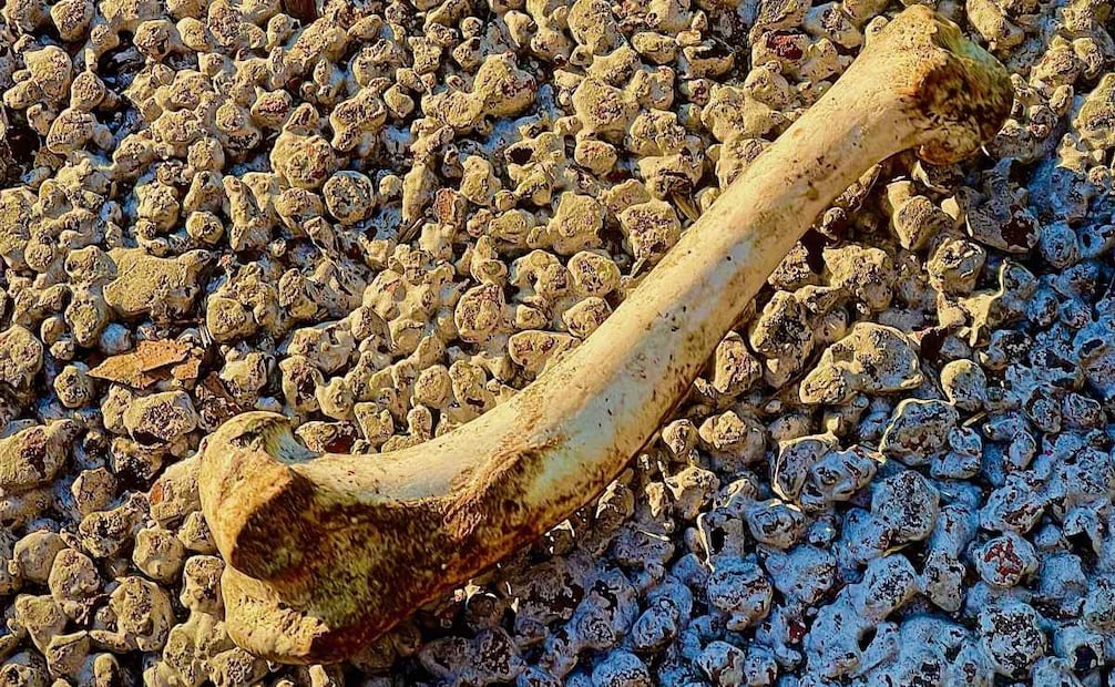 En su mayoría son fémures los encontrados en las cuevas debido a que tardan más en descomponerse, señaló Carlos Hernández. Foto: Luis Carrera / EL UNIVERSAL