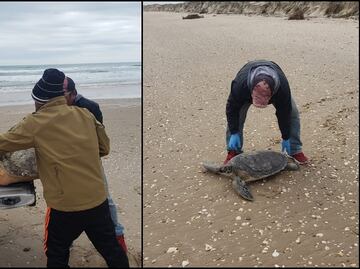 Rescatan a ejemplares de tortuga lora y verde por bajas temperaturas en Tamaulipas