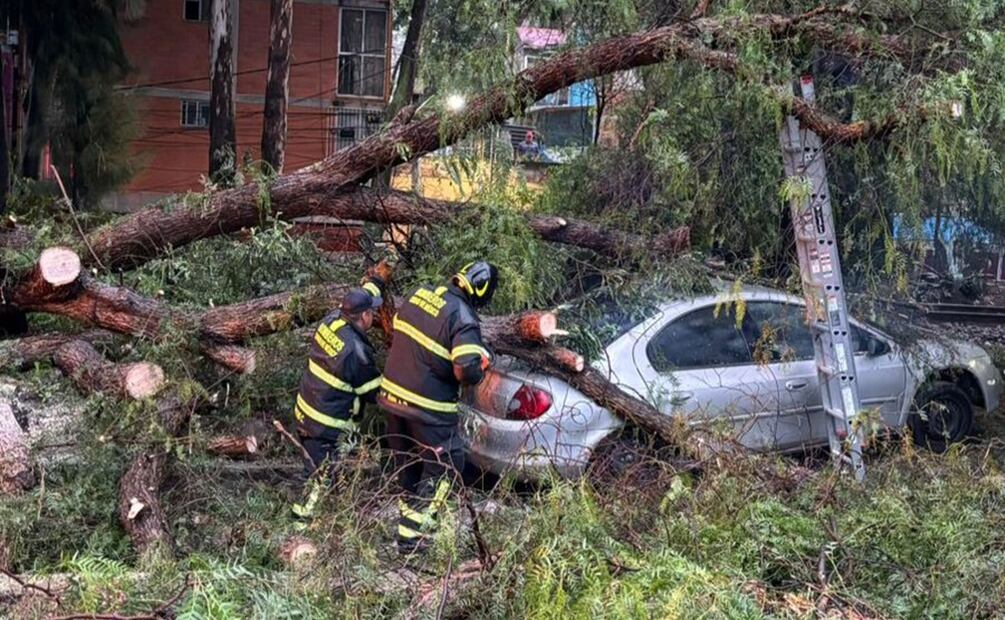 Se ha registrado la caída de árboles en varios puntos de la CDMX provocando afectaciones en vialidades y automóviles. Foto: Juan Carlos Williams / EL UNIVERSAL