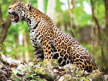 Mayan Train a threat to the Yucatán peninsula ecosystem