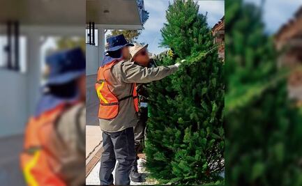 Inicia plan antiplagas por la importación de árboles