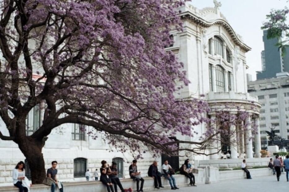 ¿Amas las jacarandas? Este mapa te dice dónde verlas en CDMX