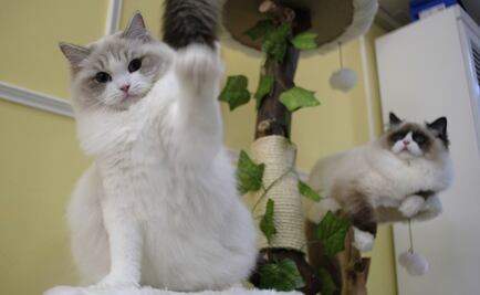 Museos celebran el Día Internacional del Gato