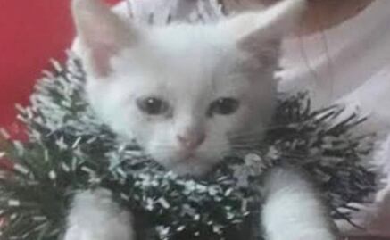 Mariana Rodríguez, Taylor Swift y Javier Ibarreche, juntos en un artículo gracias a los memes de la semana