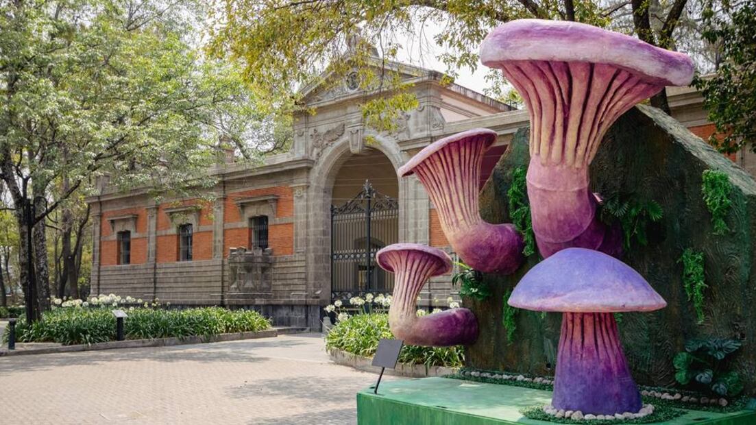 Foto: Bosque de Chapultepec