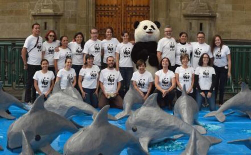 Piden con firmas salvar a vaquita marina