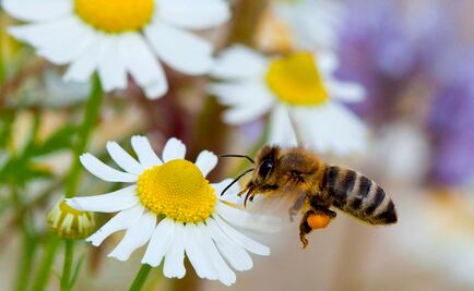 Con el Día Mundial de las Abejas promueven cuidado de esta especie