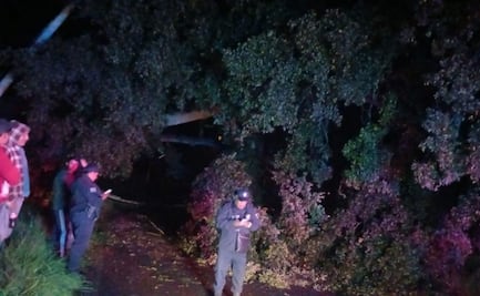 Cae árbol en la carretera a Cahuacán y provoca afectaciones con ambos sentidos de la vialidad