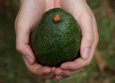 Over 30,000 people have injured themselves while trying to cut an avocado in the U.S.