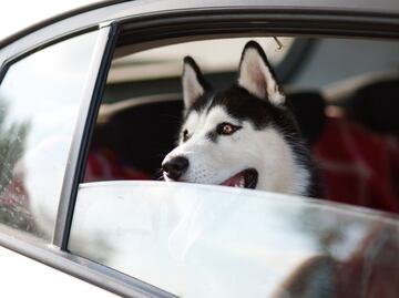 Cuál es la multa por llevar a tu perro en el auto en la CDMX