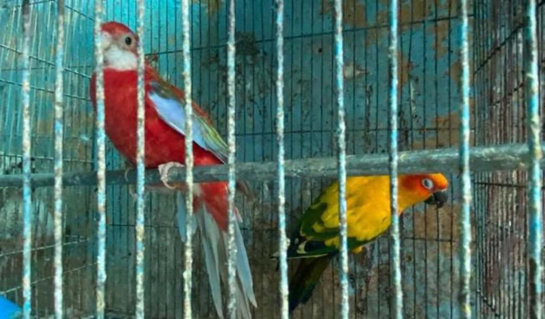 Profepa rescata 18 aves exóticas en peligro de extinción que un particular poseía para fines comerciales en Iztapalapa. Foto: Especial