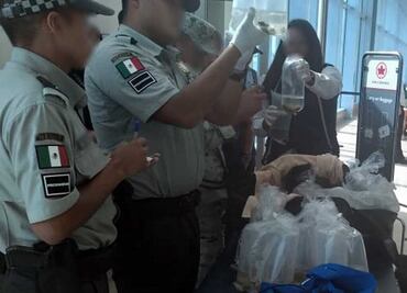 Aseguran pepinos de mar y otras especies en peligro de extinción en aeropuerto de Cancún
