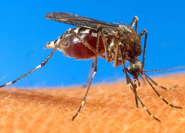Descubre cómo ahuyentar mosquitos en tu casa con un sólo ingrediente