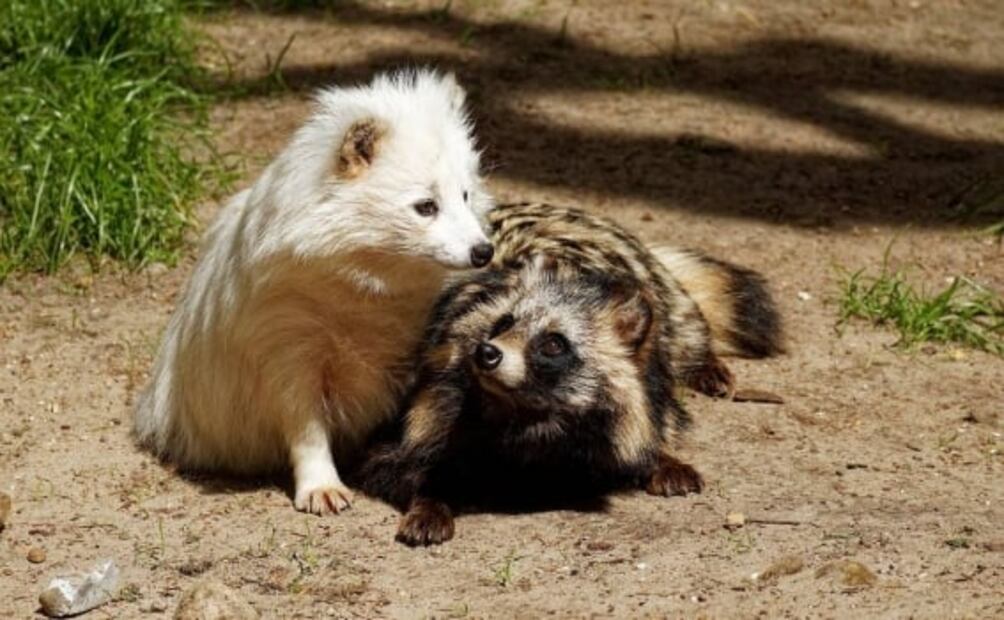 Así es el perro mapache, nuevo “sospechoso” en el origen del coronavirus en China