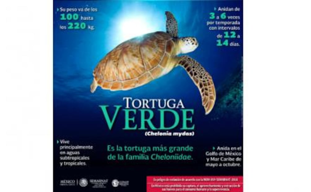 Suspenden nado con tortugas en Akumal