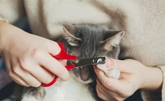 Salud animal: 5 claves para cortarle las uñas a tu mascota de forma segura