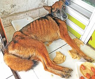 Aumenta abandono de mascotas por crisis