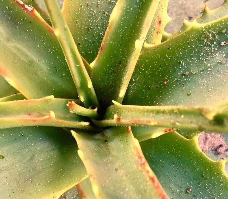 Después de conocerlos vas a querer integrarla desde ya en tu rutina de belleza       Foto: Instagram