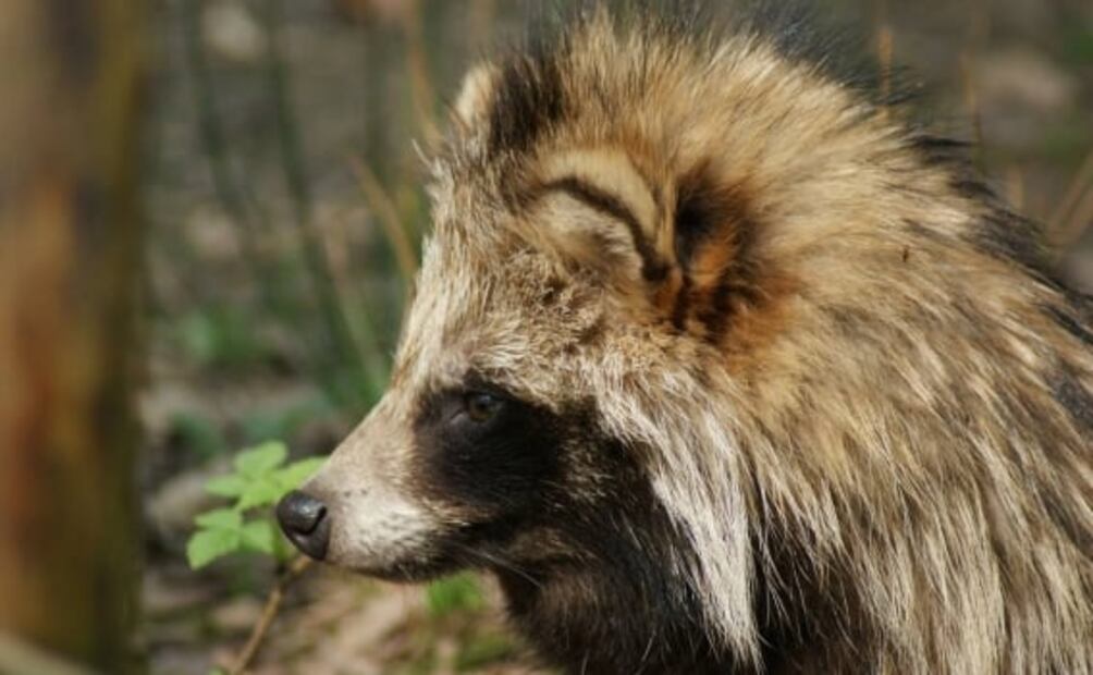 Así es el perro mapache, nuevo “sospechoso” en el origen del coronavirus en China