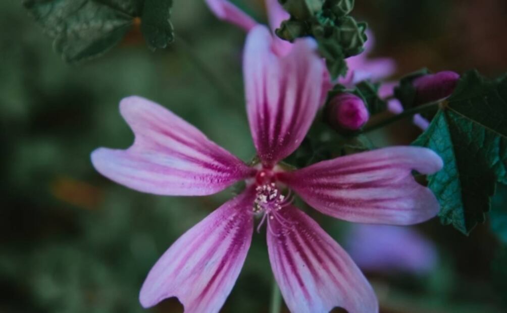 Disfruta los beneficios de la infusión de malva