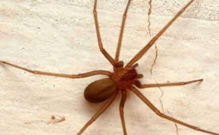 Cómo prevenir ataques de araña violinista en tu casa