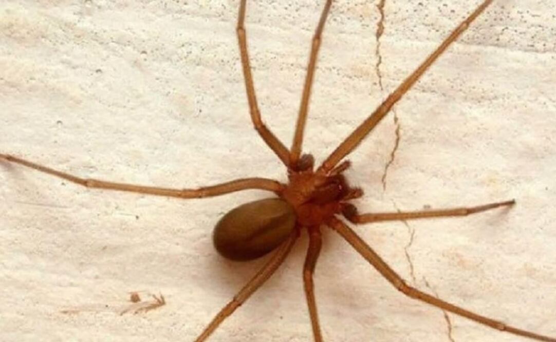 La araña violinista es una especie nocturna que se adapta a cualquier ecosistema. (FOTO: Archivo/EL UNIVERSAL)